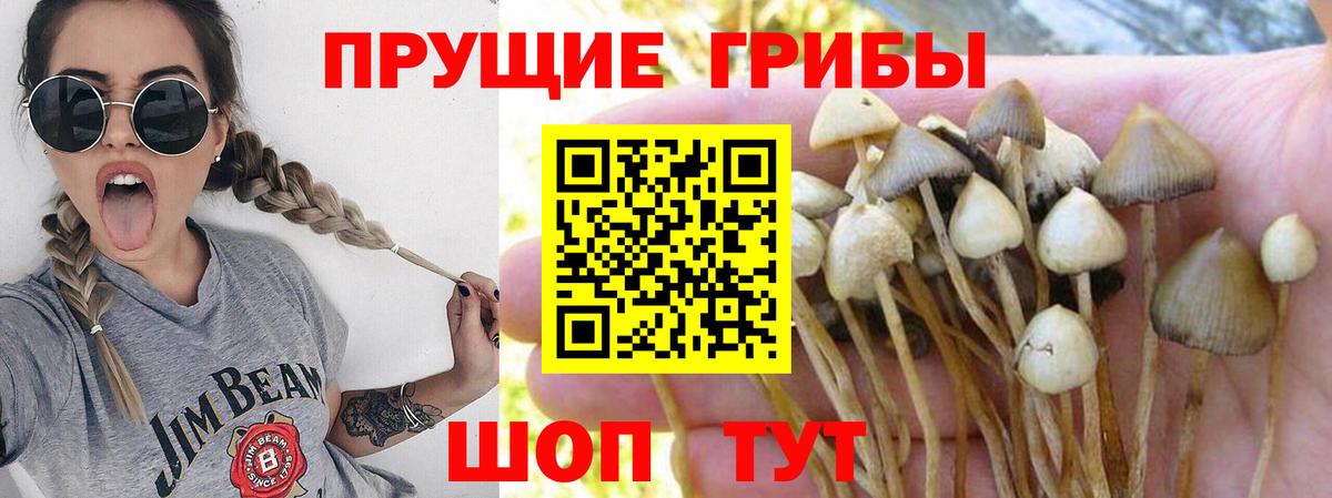 Галлюциногенные грибы Psilocybine cubensis  Вход с VPN  Псилоцибиновые грибы мухоморы  Белебей 